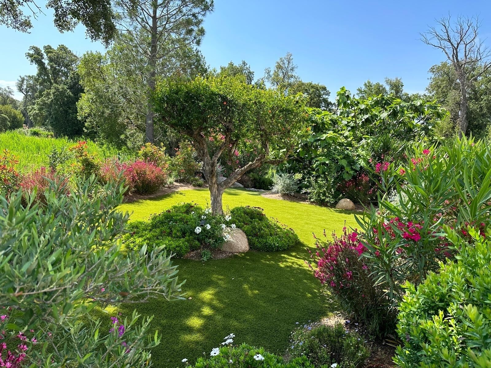 Un jardin bien entretenu, avec une grande variété de plantes et une pelouse centrale.
