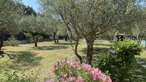 Un jardin agrémenté d’oliviers et de plantes à fleurs roses.