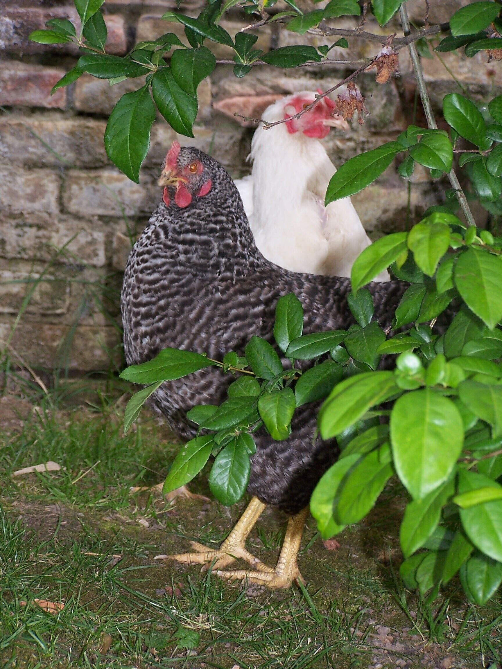 Deux poules, l’une aux plumes noires et blanches et l’autre blanche, se tiennent sur de l’herbe parsemée de feuilles vertes, avec un mur de briques en arrière-plan.