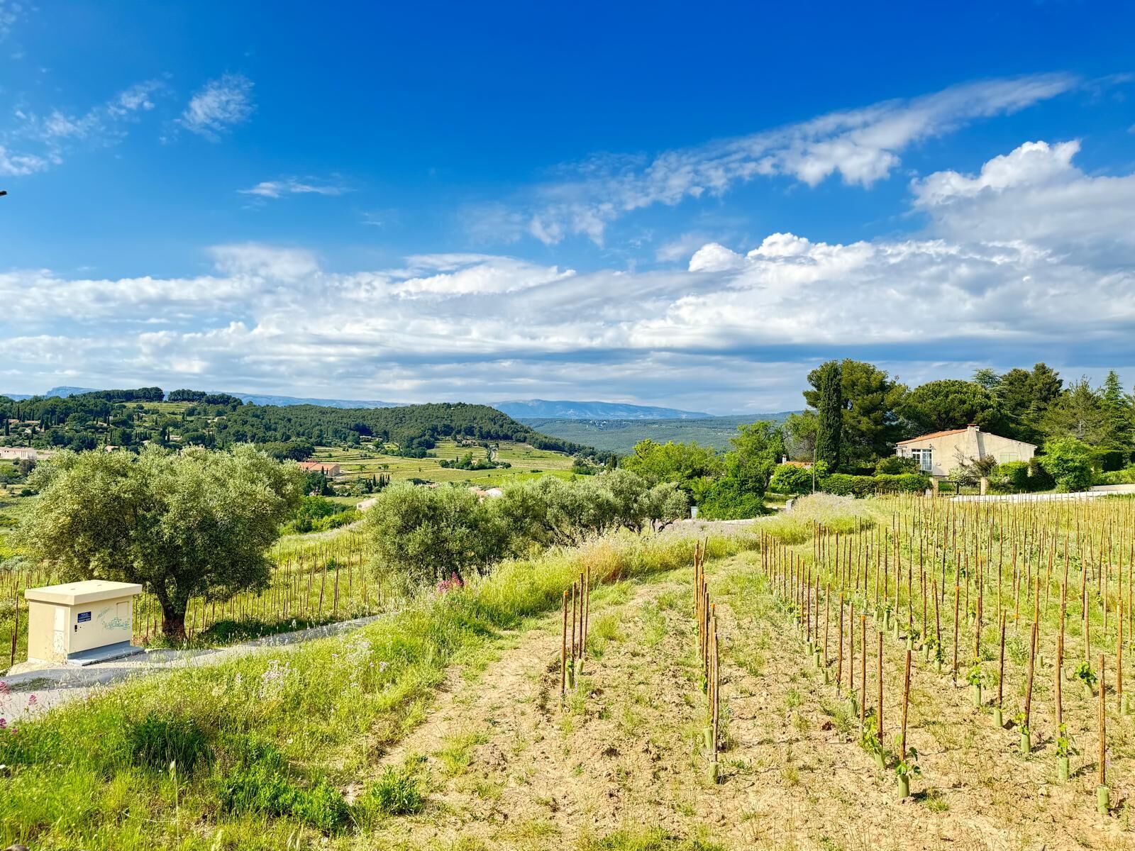 Un vigneto con file di vite, un piccolo fabbricato di servizio e una casa sullo sfondo.