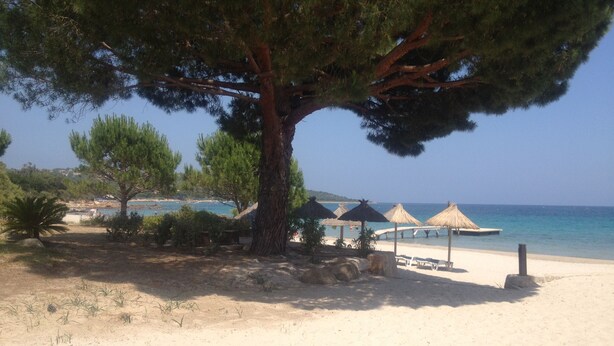 A beach with a large tree, beach umbrellas, and a clear view of the sea. - Superb high standing villa Pinarellu (Zonza)