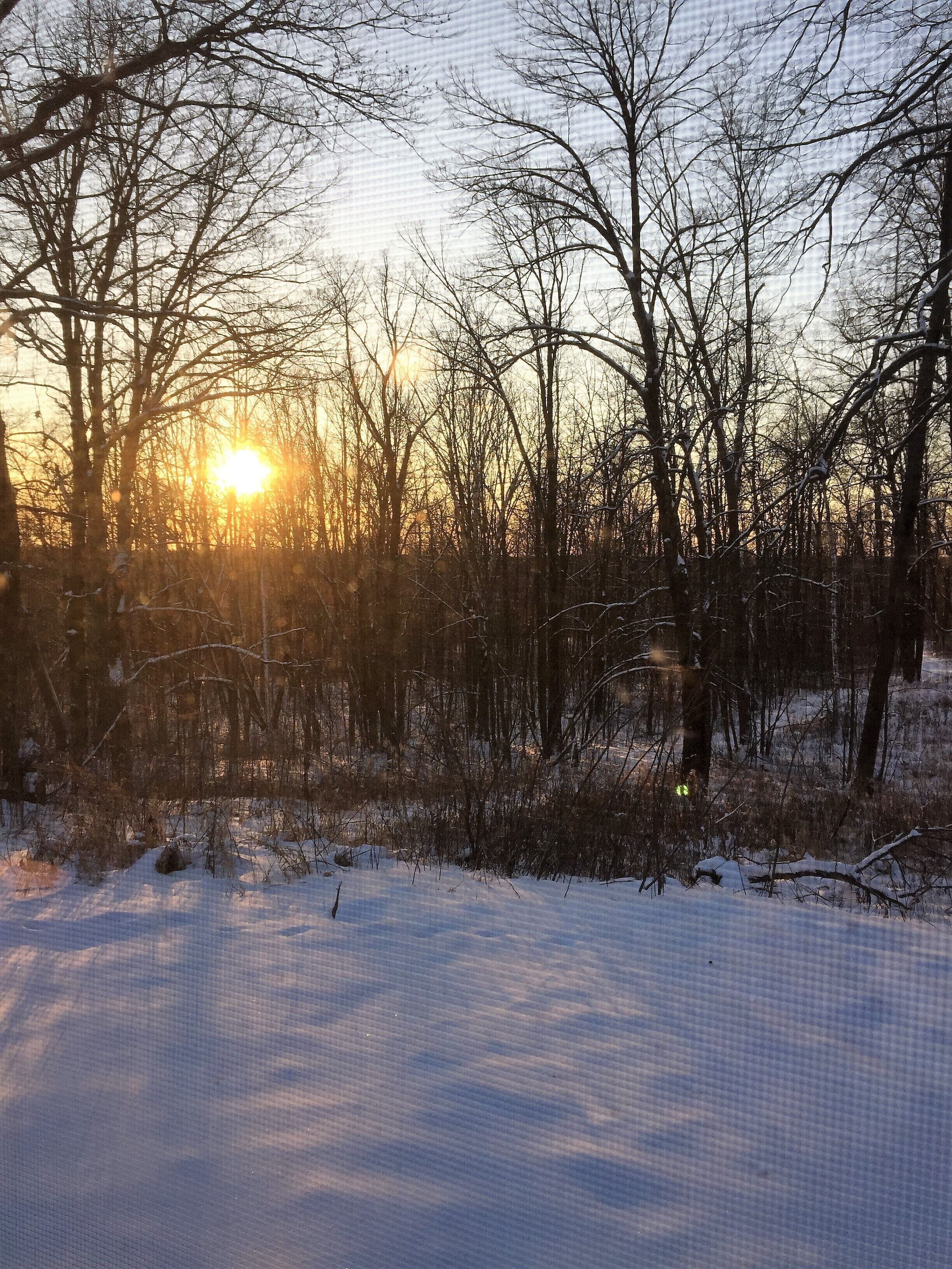 Paisagem nevada com árvores secas e o sol se pondo ao fundo.