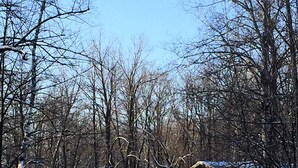 A snow-covered path leading to a wooden cabin with a porch, surrounded by leafless trees. - Kettle River Cabin nestled between the Twin Cities & Duluth, MN (Hinckley)