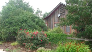 Un bâtiment rustique en bois, doté d’une antenne parabolique, entouré d’une végétation luxuriante et de plantes en fleurs.