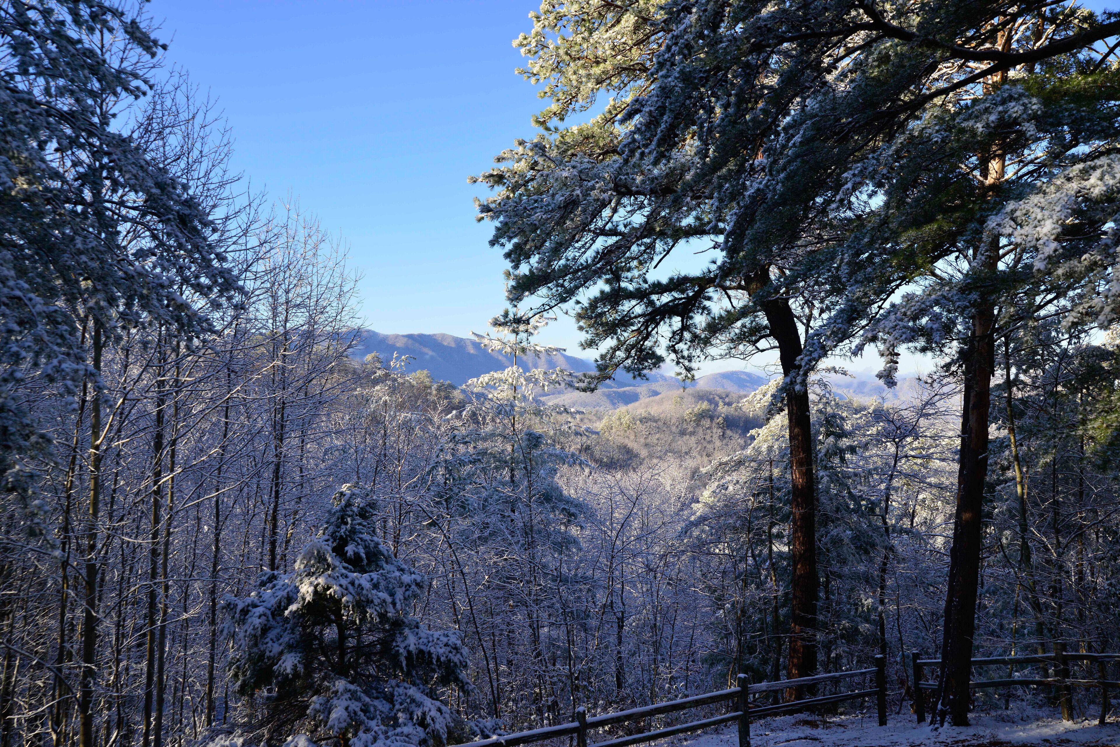 A snowy forest with a wooden fence and a mountain in the background.