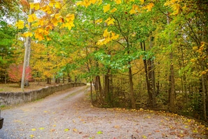 Walking paths wind through a forested area, bordered by a stone wall, surrounded by lush trees and fallen leaves.