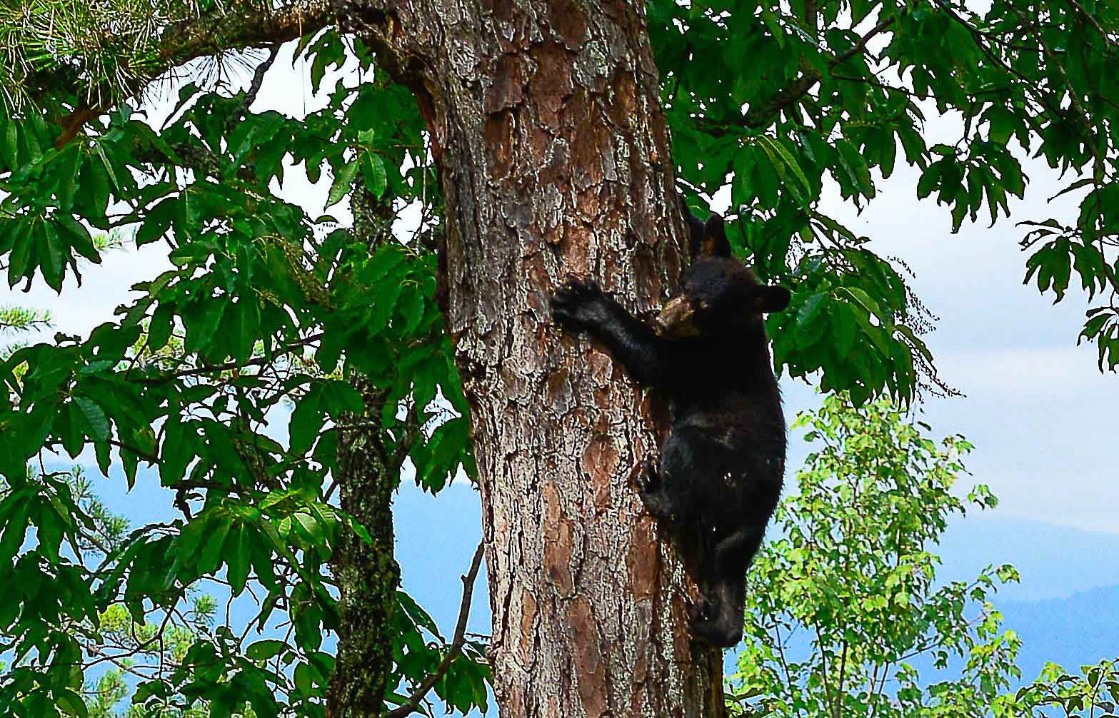 A bear climbing a tree.