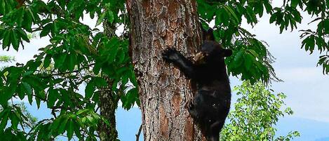 A bear climbing a tree.