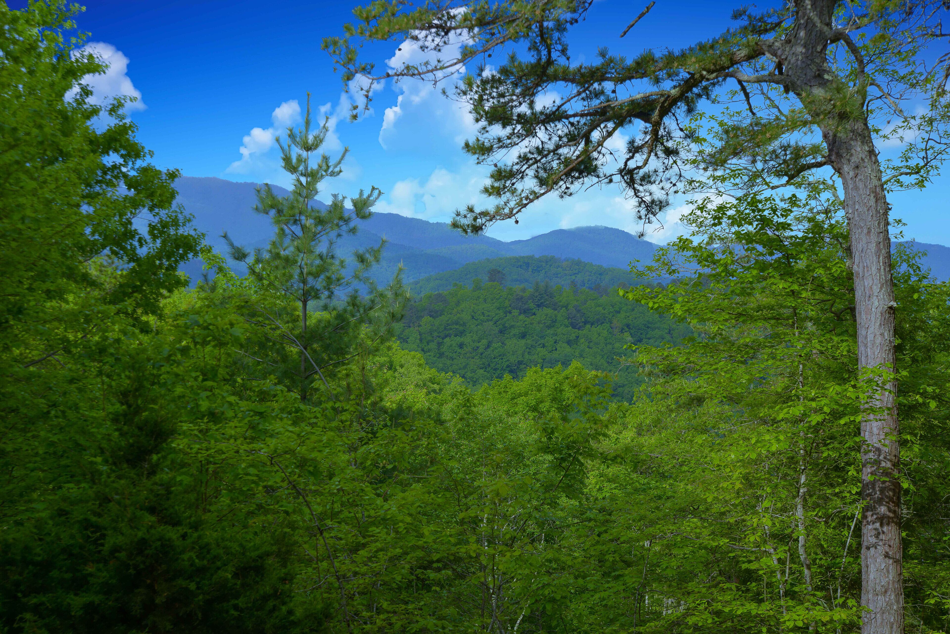 Une forêt dense, avec une chaîne de montagnes en arrière-plan.