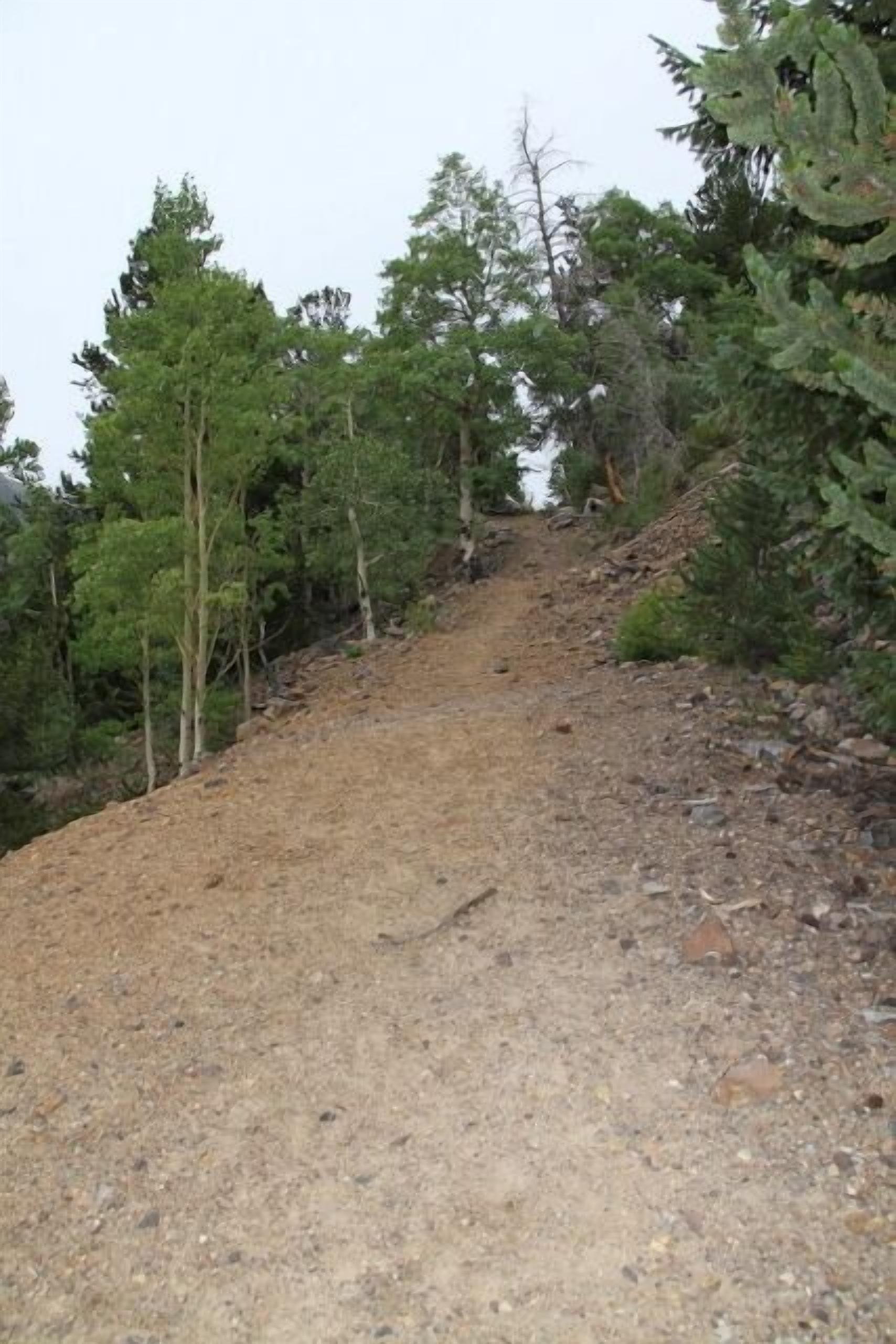 Un sentier de terre bordé d’arbres.