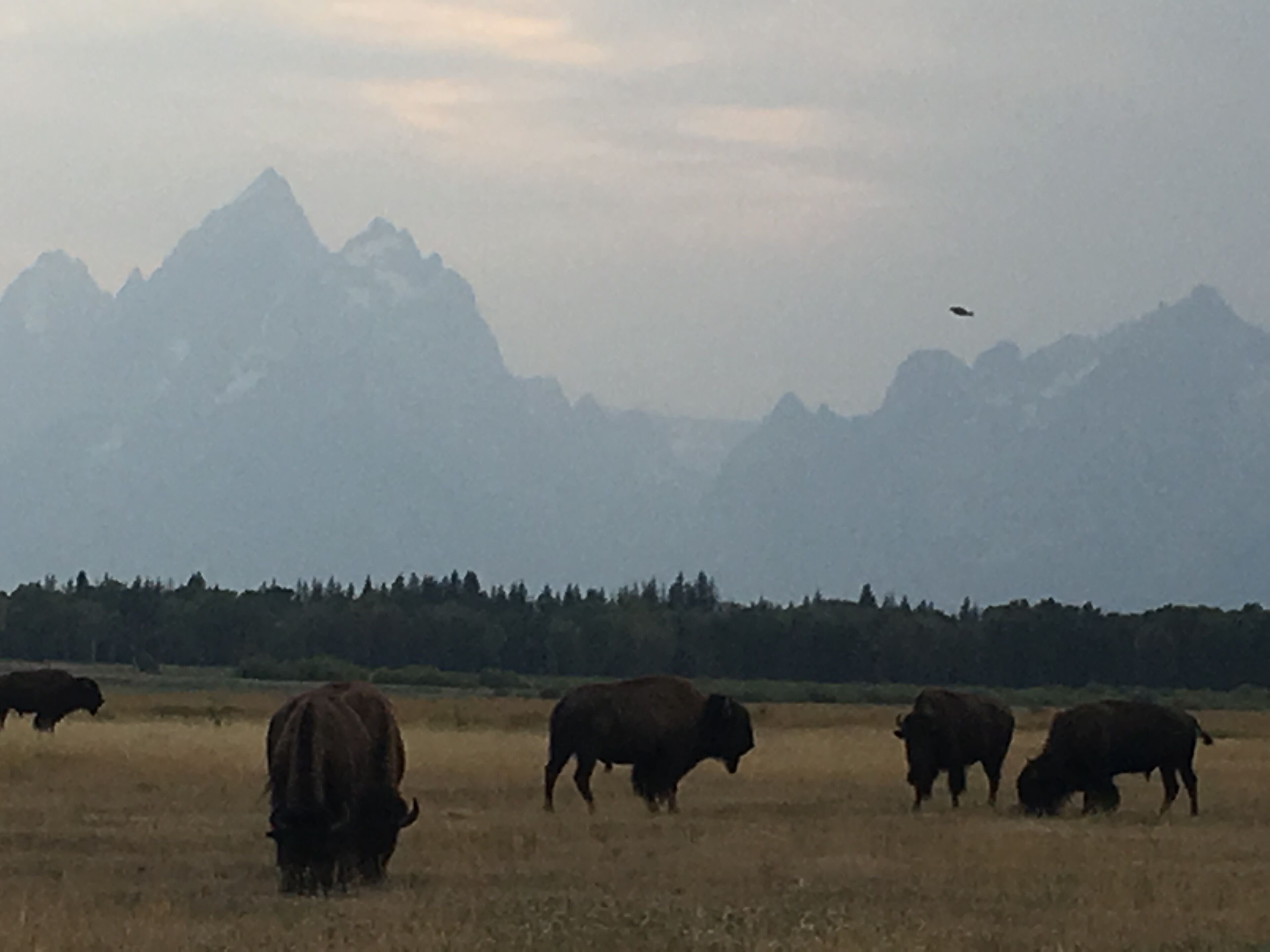 A field with bison grazing, mountains in the background, and a bird flying.