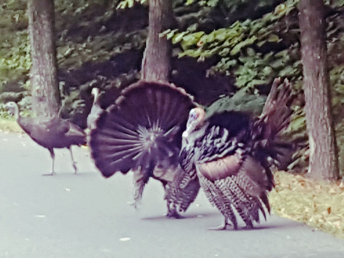 Un grupo de pavos en un camino pavimentado, rodeado de árboles.