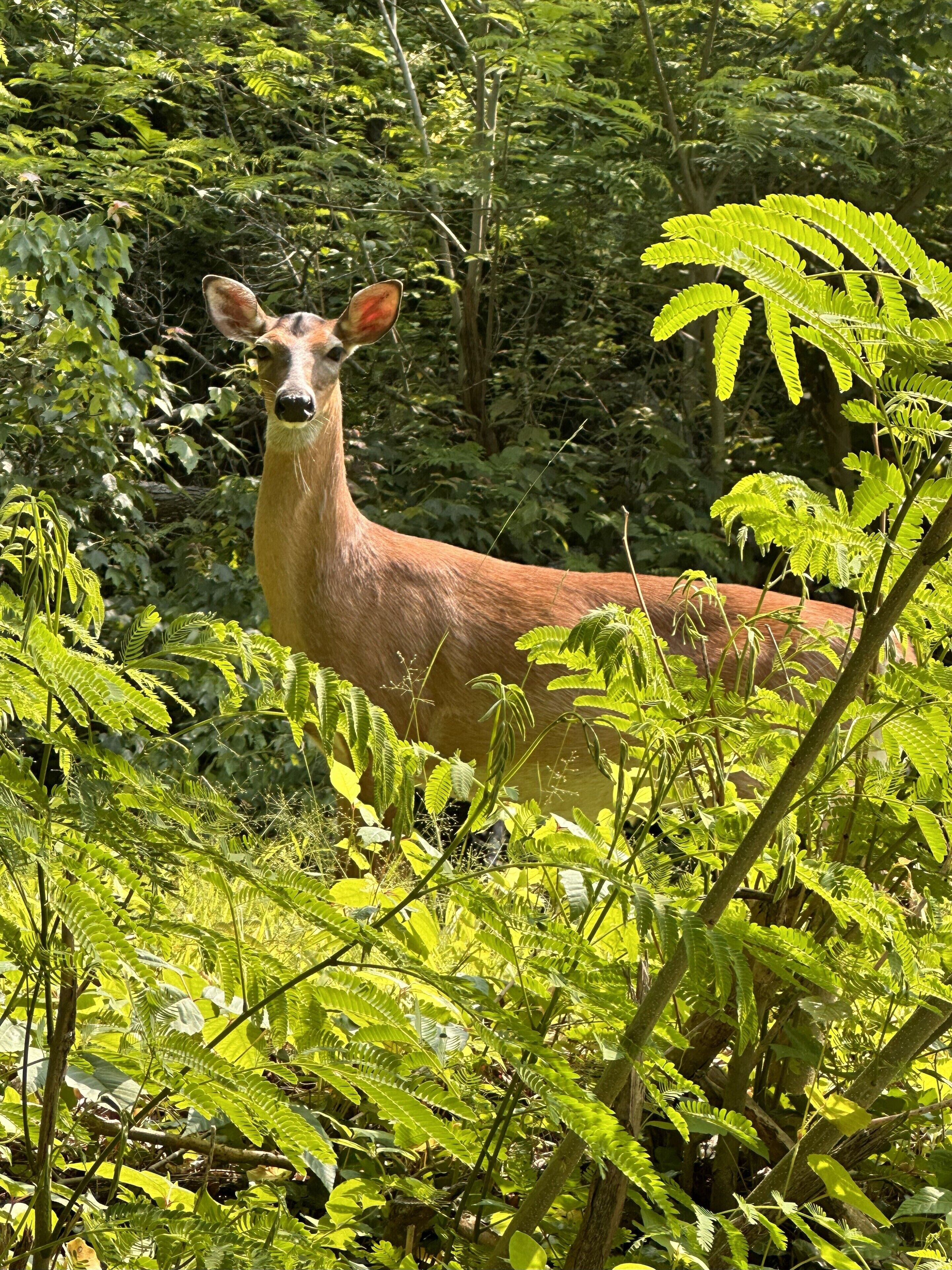 Ein Reh in einem dichten Wald mit Farne und Grünpflanzen.