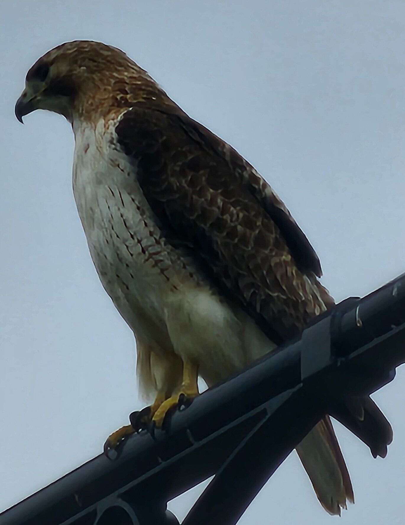 Un uccello appollaiato su una struttura metallica.