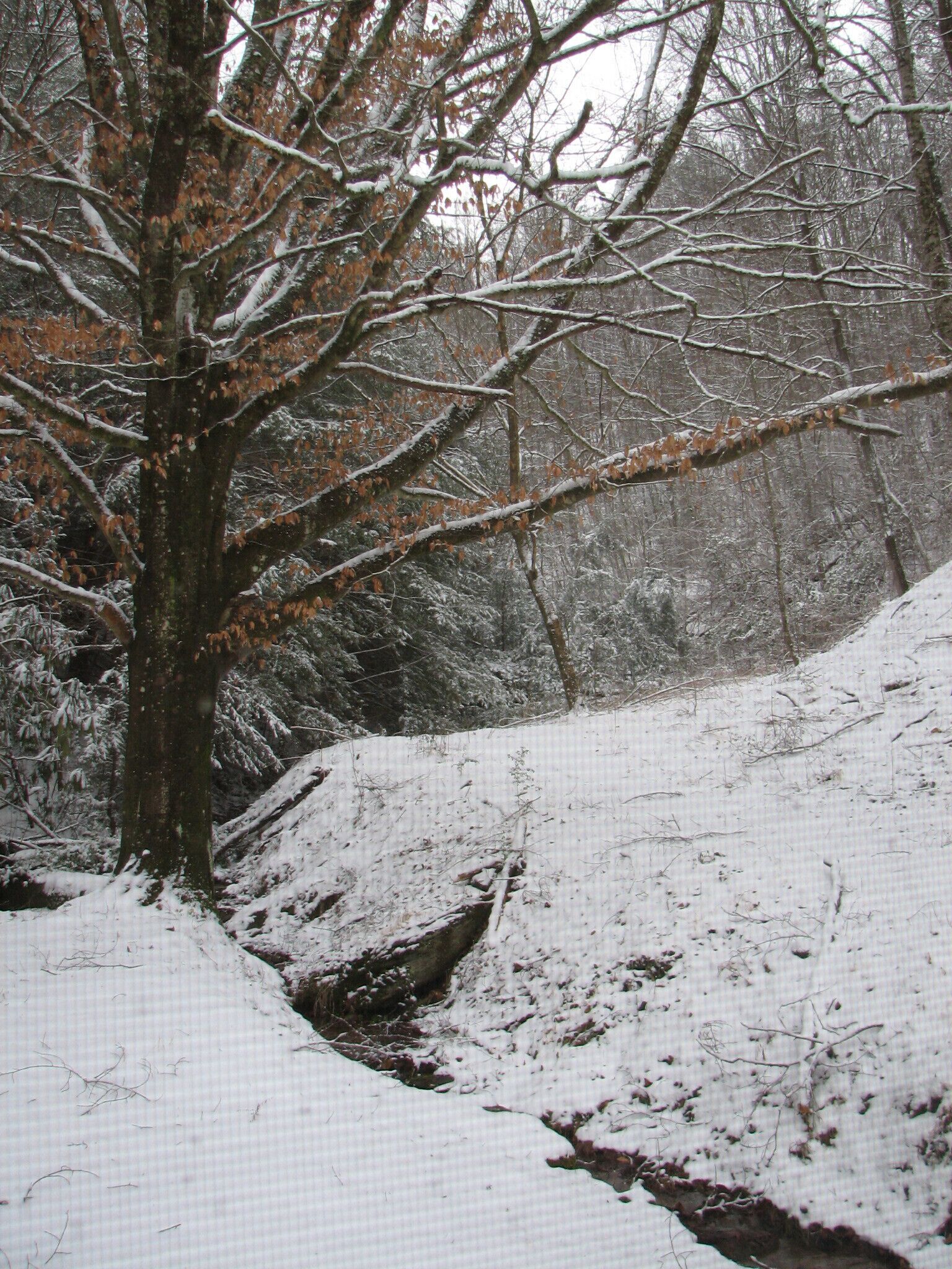 Schneebedeckter Wald mit einem Baum im Vordergrund und einem verschneiten Hang im Hintergrund.
