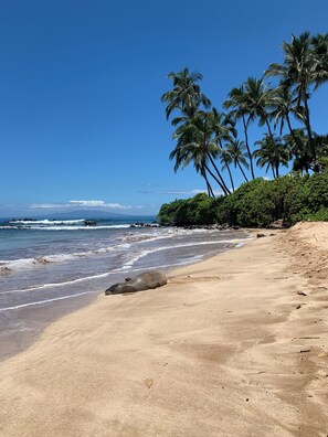 Ein Strand mit blauem Himmel, Palmen und sanften Wellen.