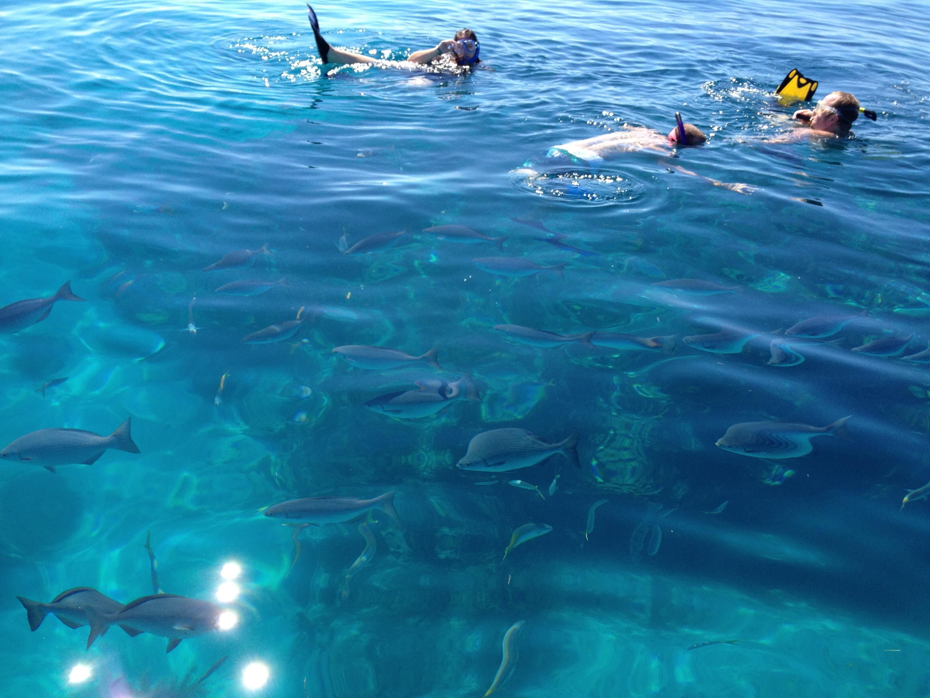 A clear blue sea with several people swimming and snorkelers observing the underwater marine life.