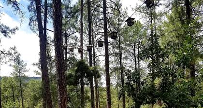 Remontoitu kodikas mökki - Ei lemmikkieläimiä - NFL-lippu mukana - Palms to Pines