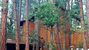 A deer in a forested area with a wooden cabin structure. -  "Palms to Pines Cabin" - Your home away from home... ☆ 5/5 ☆ Star Rated (Pine)