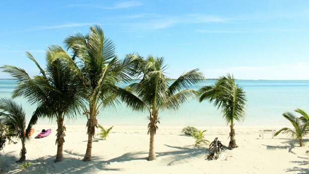 A beach with palm trees and a clear sky. - PRIVATE LUXURY Beachfront Home, Beach Cabana, Kayaks, Paddle Board (Casuarina Point)