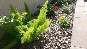 A garden with various plants and flowers, a stone pathway, and a concrete wall. - North Central Phoenix - Two Master Stes. 1500 Sf Newly Remodeled, Peaceful!! (Phoenix)