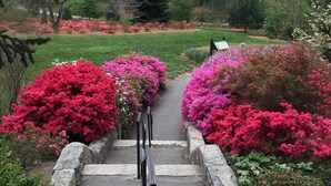 Un sentier qui traverse un jardin, avec de part et d’autre des arbustes aux fleurs rouges et roses.