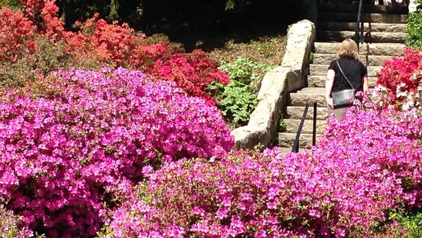 Un escalier en pierre, bordé de fleurs d’un rose éclatant, mène à un niveau supérieur.