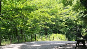 Un sendero pavimentado en un área boscosa con un banco a la derecha.