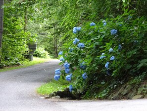 Surrounded by lush greenery and vibrant hydrangea flowers, this serene roadside setting invites relaxation and tranquility.