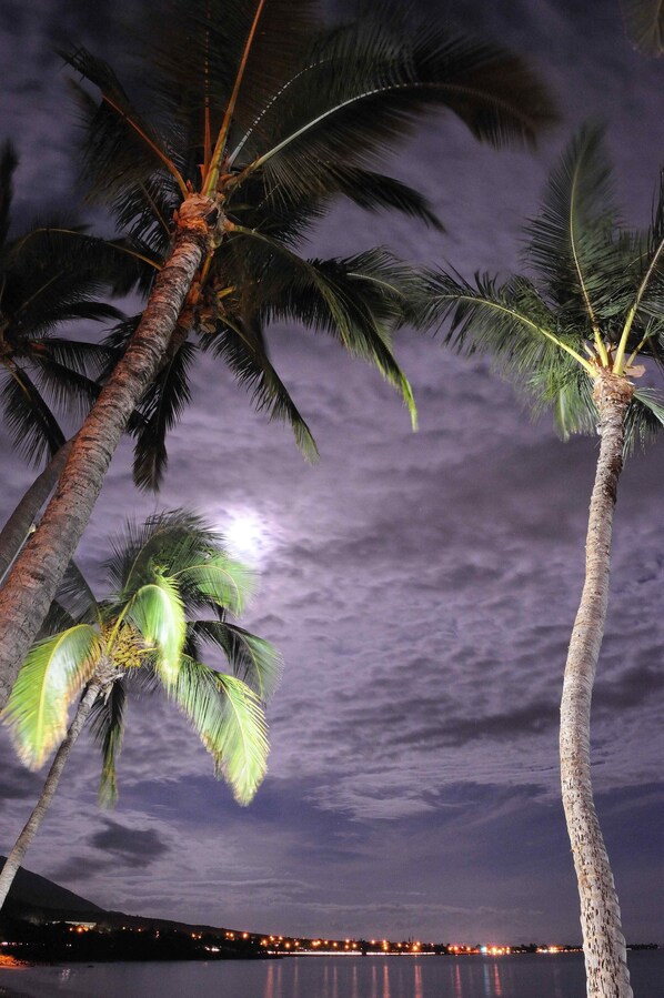 Escena nocturna con palmeras y el perfil urbano al fondo.
