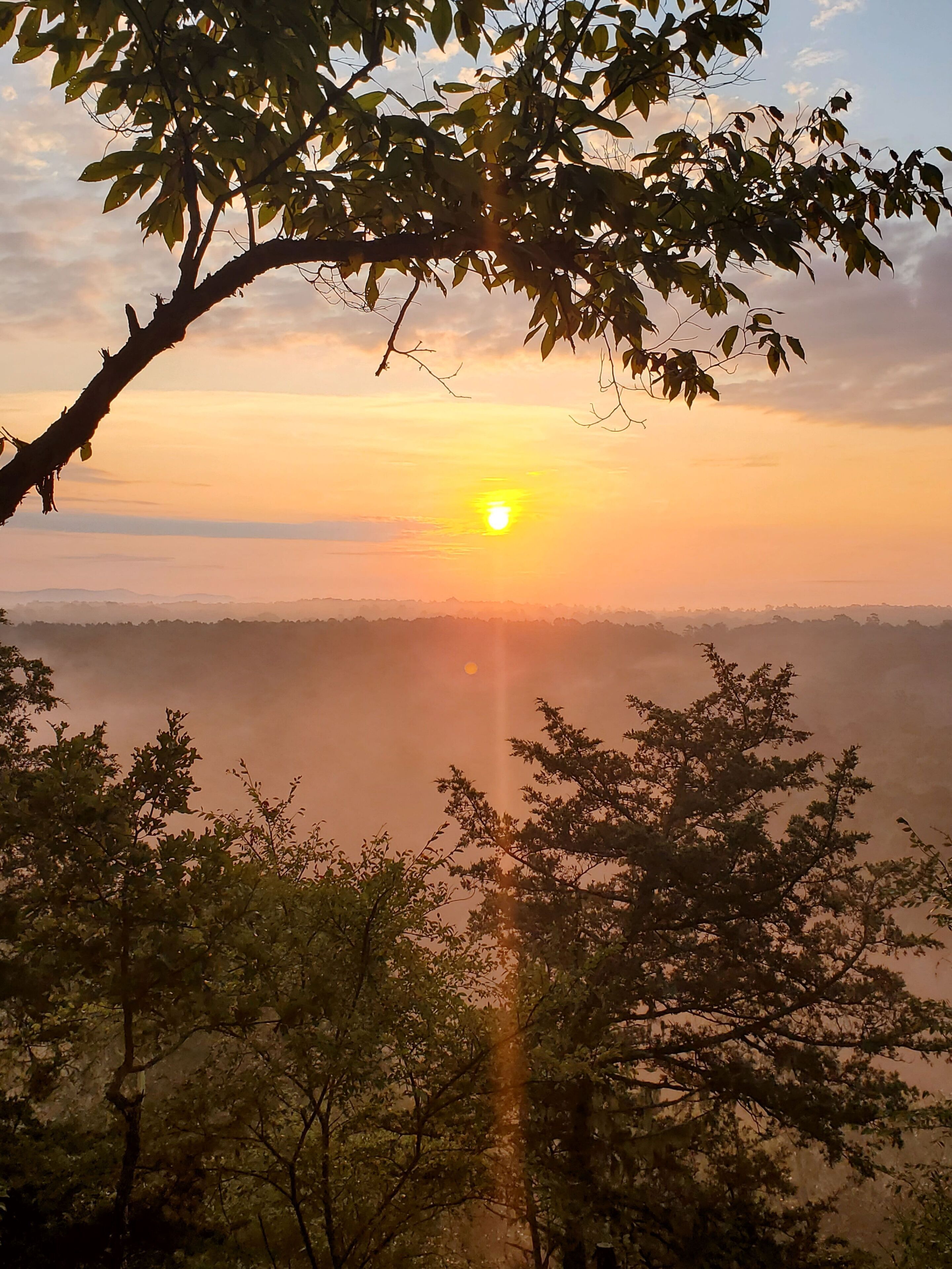 Zonsondergang zicht tussen takken met een landschap in de verte.