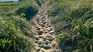 Un sentier sablonneux bordé d’herbes hautes qui mène à une étendue d’eau sous un ciel dégagé.