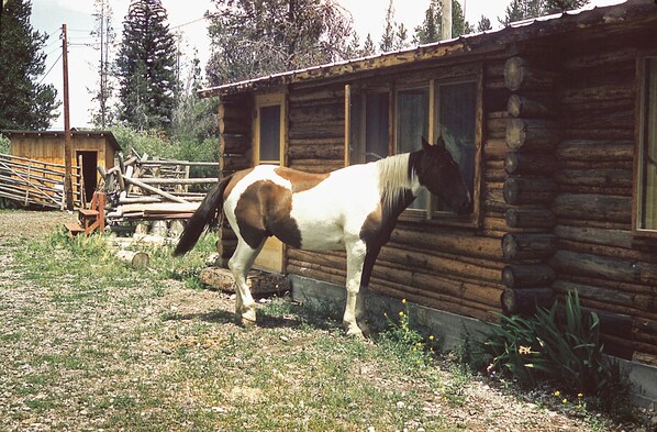 A horse standing in front of a wooden cabin with a window. - Cabin On Historic Guest Ranch. Private! Fishing! Secluded! (Wilson)