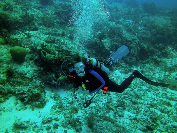 A diver exploring an underwater reef with coral formations and marine life.