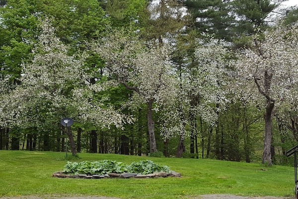 Rhubarb patch in Apple Orchard