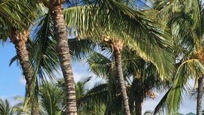 A modern house with a green roof, surrounded by tall palm trees and a well-maintained lawn. - Uninterrupted Sunset, Ocean and Golf Course Views from our Lanai and Interior (Kamuela)