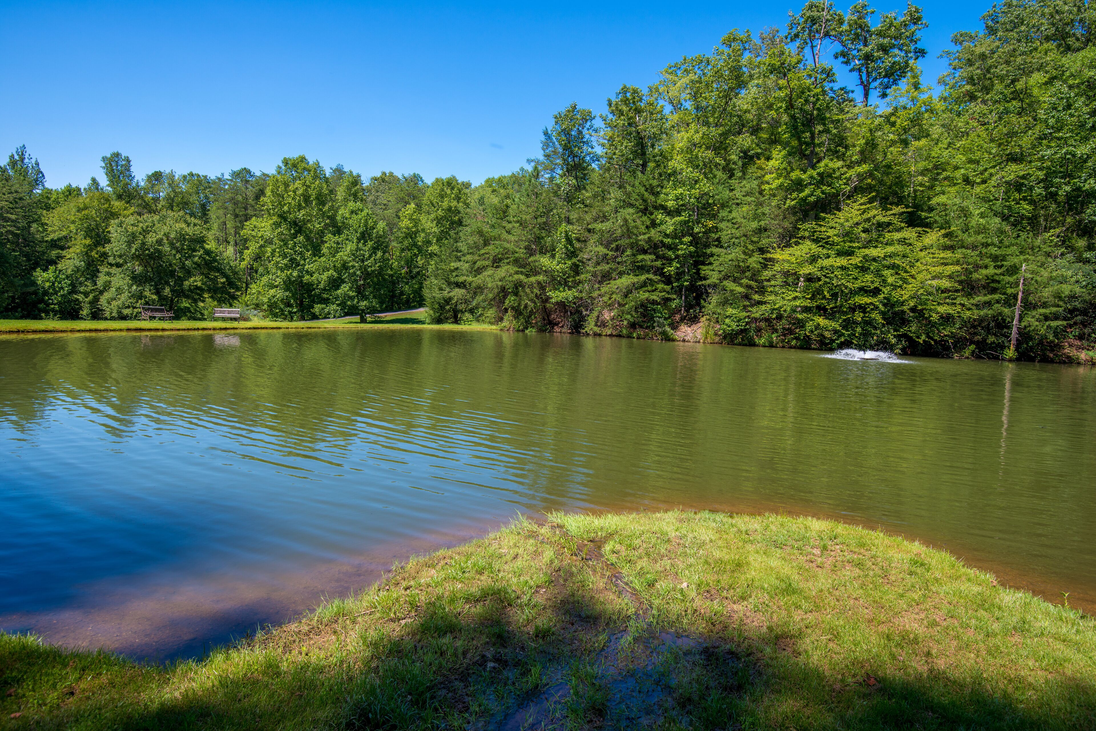 A tranquil lake surrounded by dense forest, with a clear sky above.