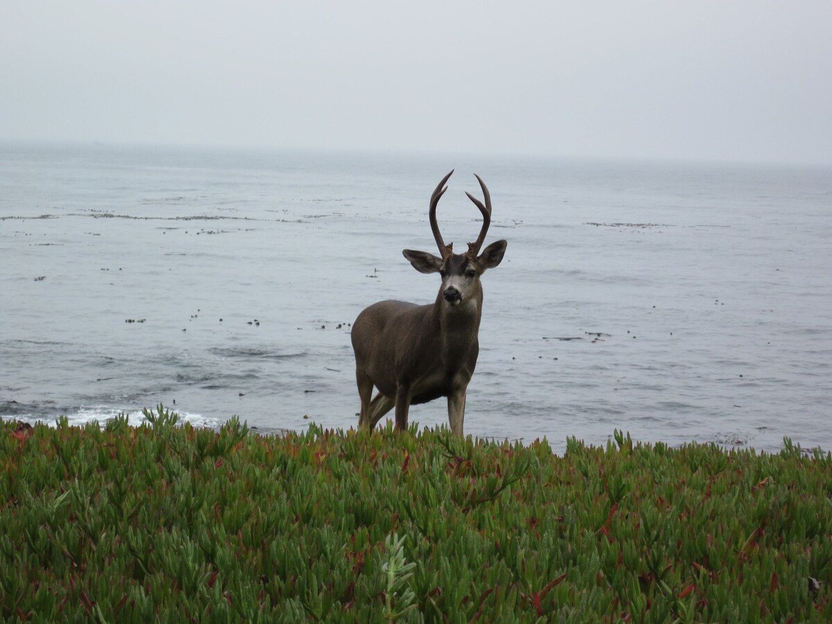 Photo 44 of 6-Bedroom Oceanfront Masterpiece in Pacific Grove, CA. From S1400 for 8 guests