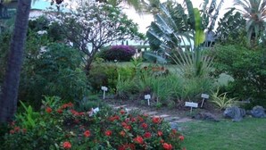 A garden with various plants and flowers, including red blooms and a banana plant. - Beachfront Caribbean Paradise at Colony Cove (Christiansted)