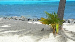 A beach with a palm tree and clear blue water. - Beachfront Caribbean Paradise at Colony Cove (Christiansted)