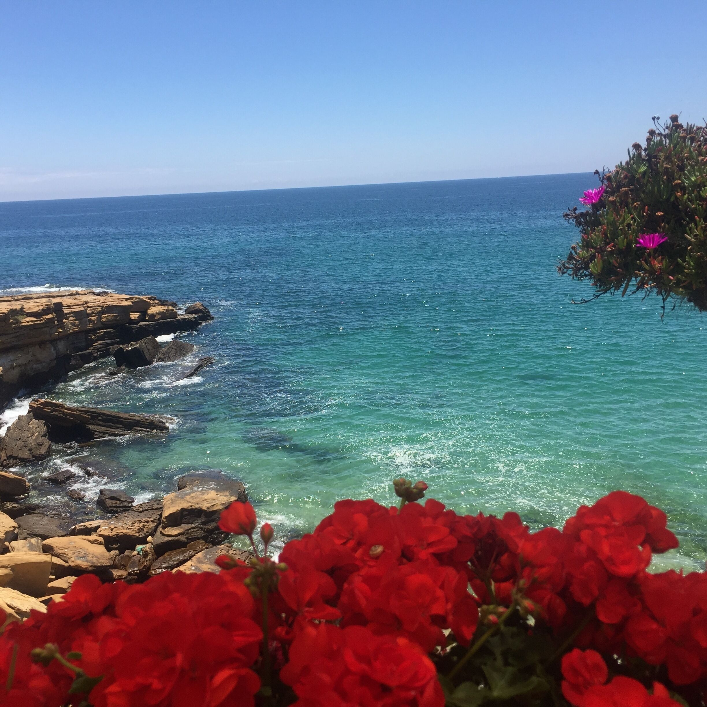 A coastal view with clear blue sea, rocky shoreline, and red flowers in the foreground.