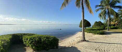 A beach with a clear sky, palm trees, and a calm sea.
