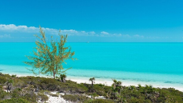 Ein Strand mit klarem türkisblauem Wasser, ein einzelner Baum und etwas Grün im Vordergrund.