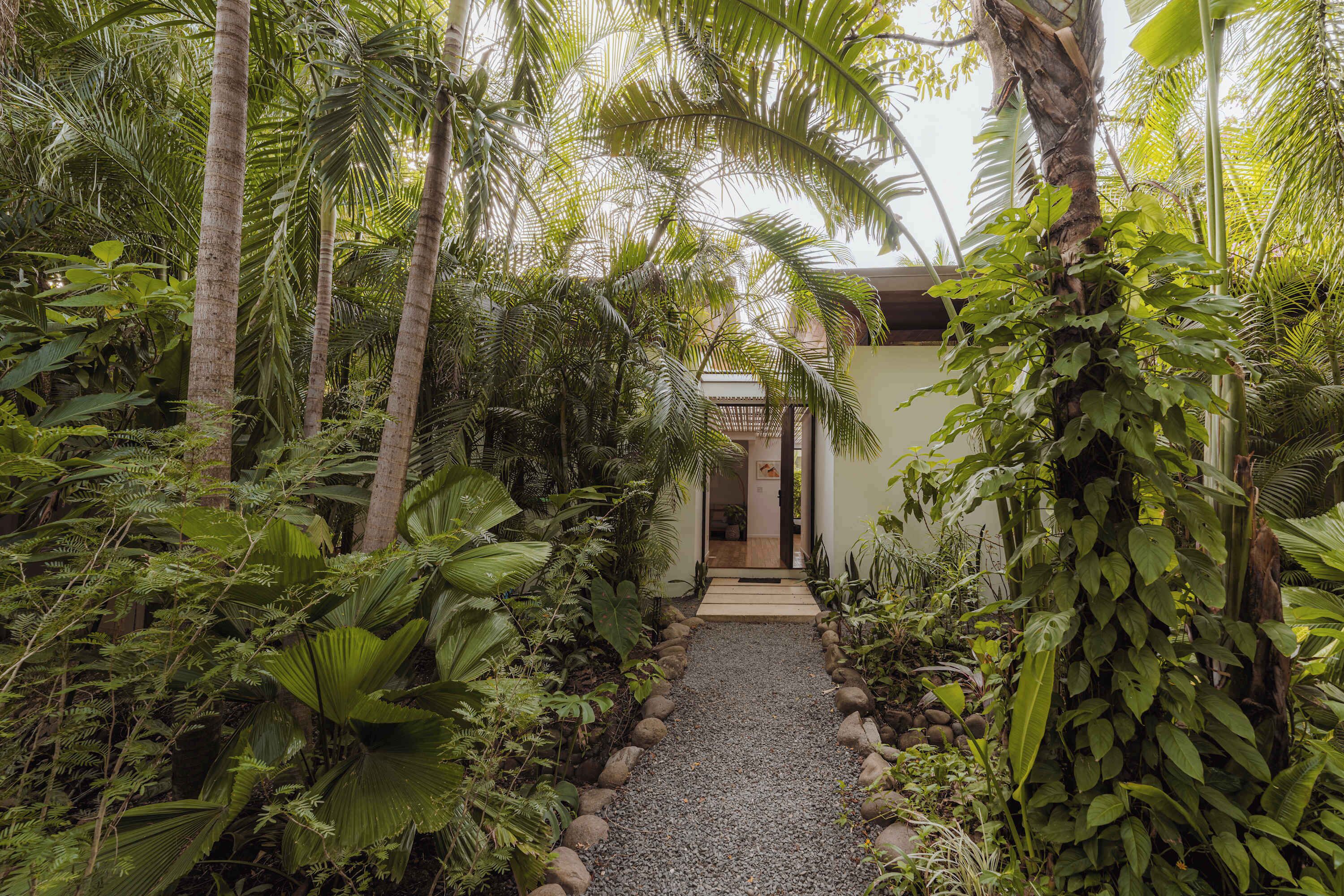 A pathway leading to a building surrounded by dense tropical foliage.