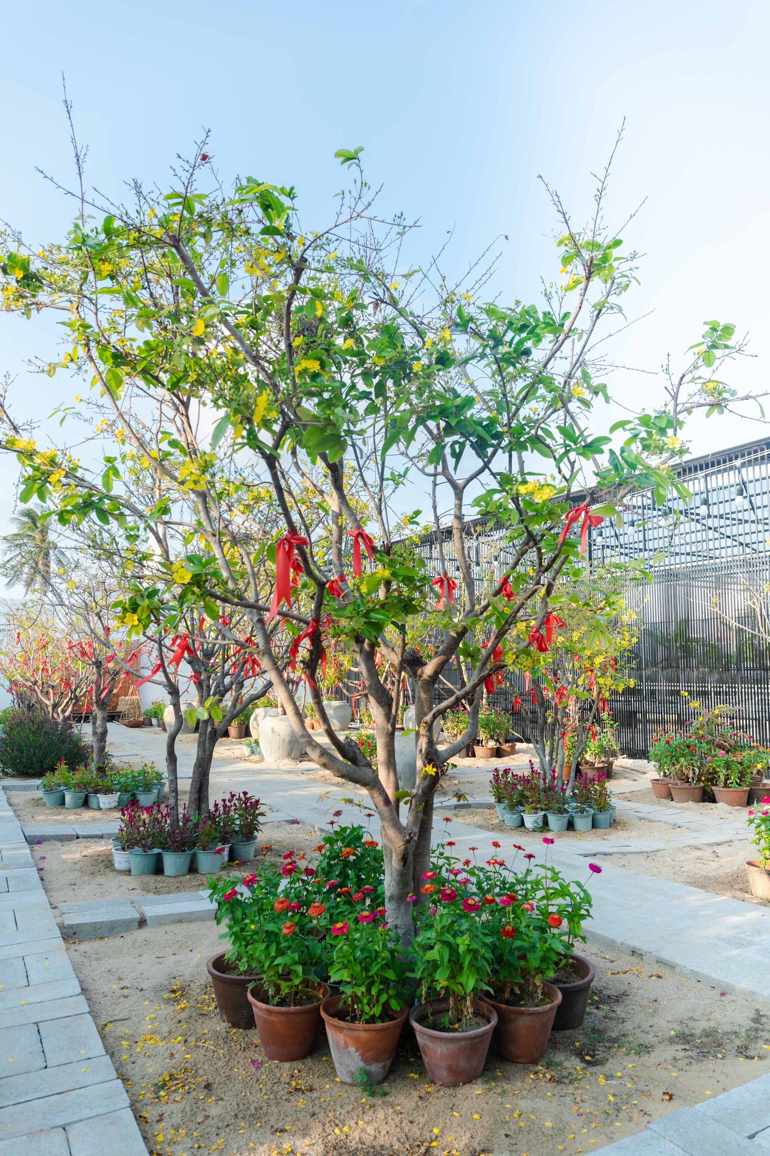 Un jardin agrémenté de plantes en pot et d’un arbre décoré de rubans rouges.