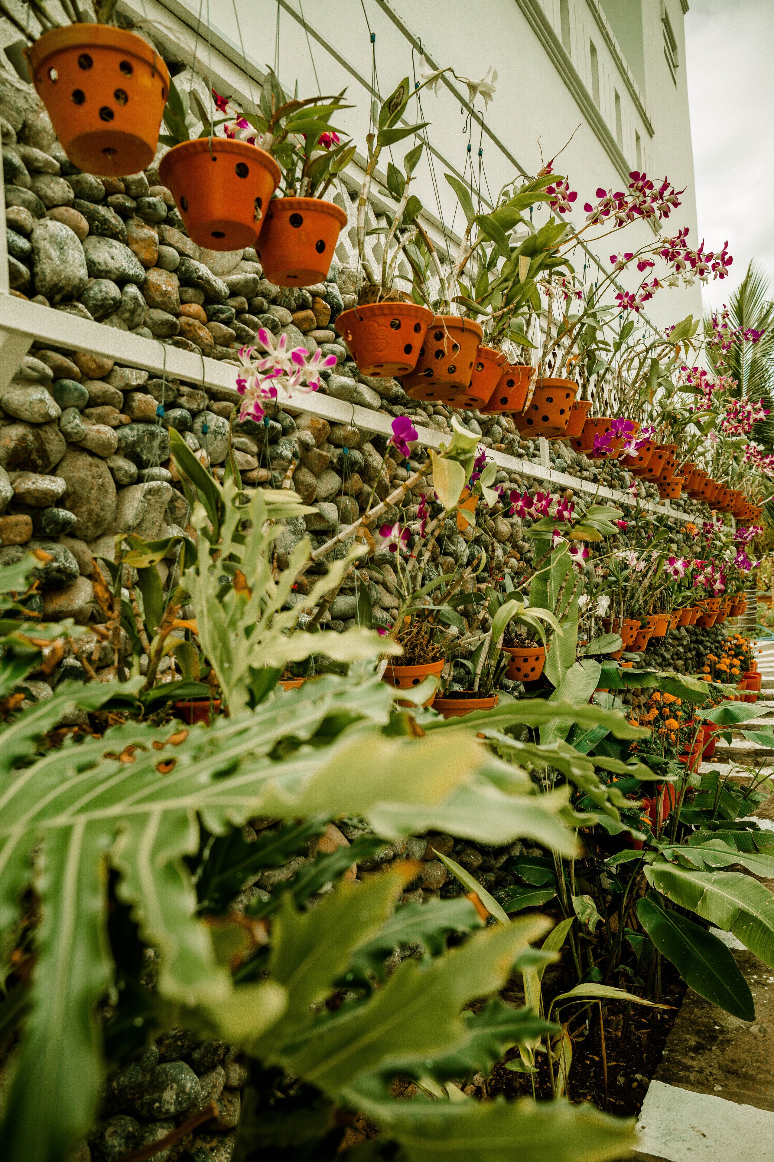 A variety of potted plants arranged against a stone wall, with a white building in the background.