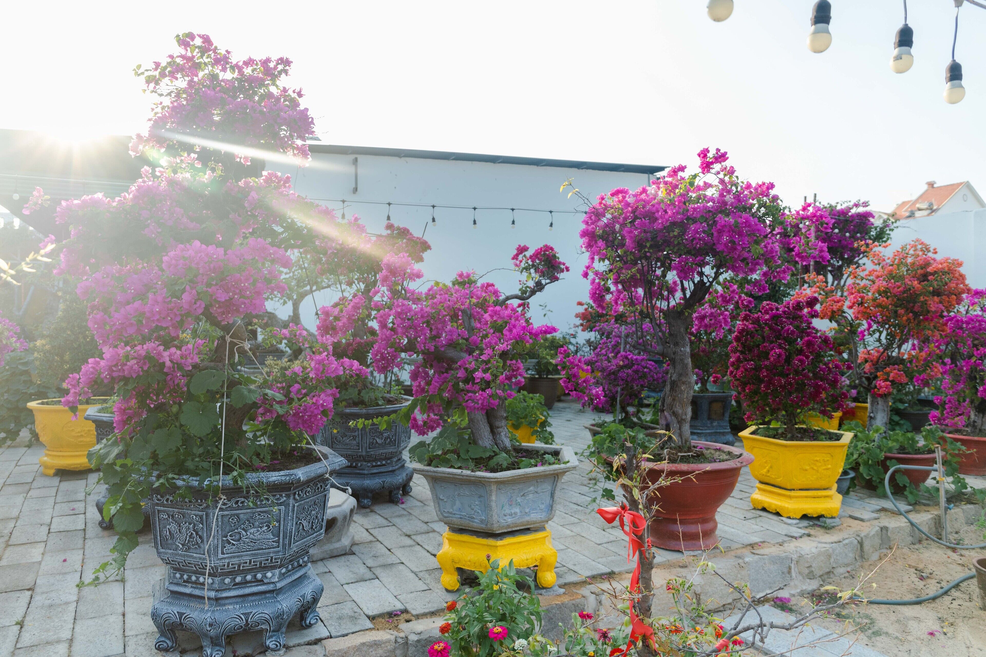A garden with various potted plants and flowers.