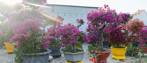 A garden with various potted plants and flowers.