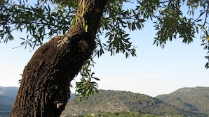 A tree with a thick trunk and branches, surrounded by white flowers and greenery. - Luxury secluded Villa with Infinity Pool &Panoramic view 20 minutes from beaches (Campanet)