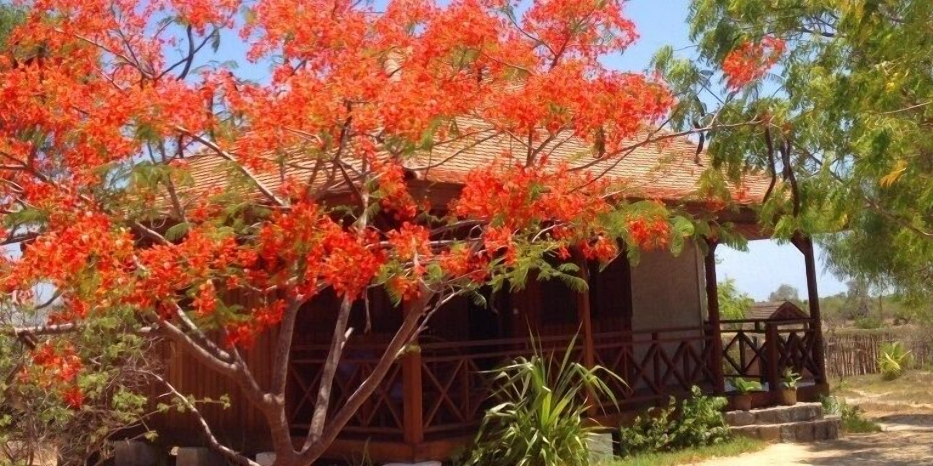 Uma estrutura de madeira com telhado de palha, rodeada por vegetação exuberante e árvores com flores vermelhas vibrantes.